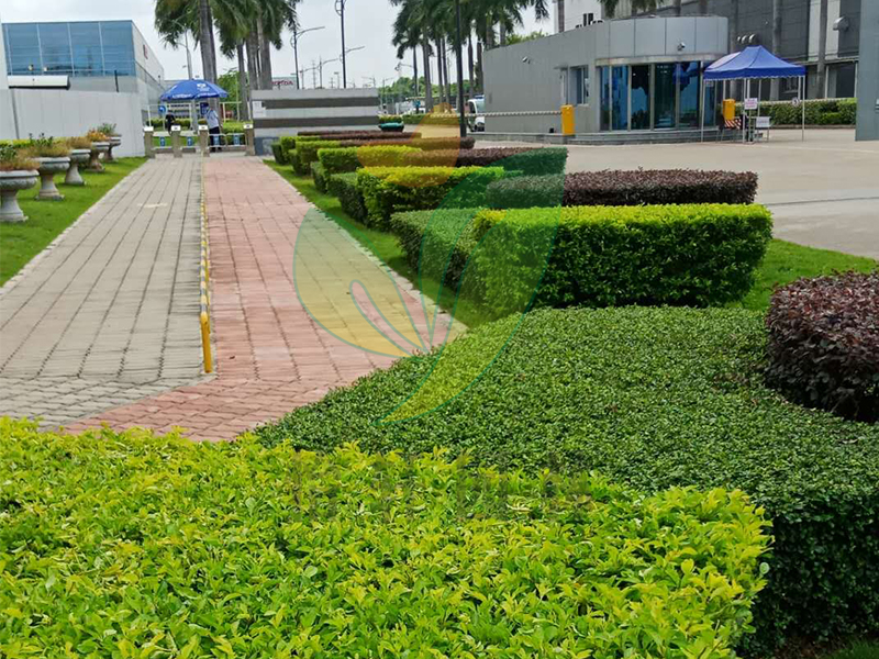 门徒娱乐绿化养护