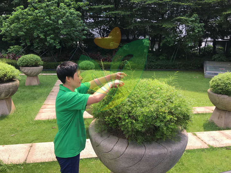 门徒娱乐绿化养护