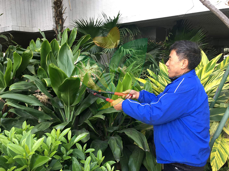 门徒娱乐绿化养护