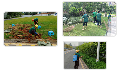 绿化养护 绿化养护