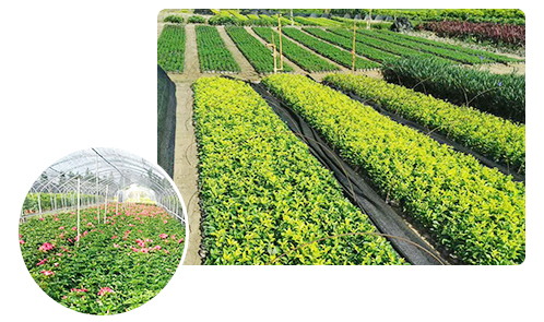 绿化保养 绿化保养