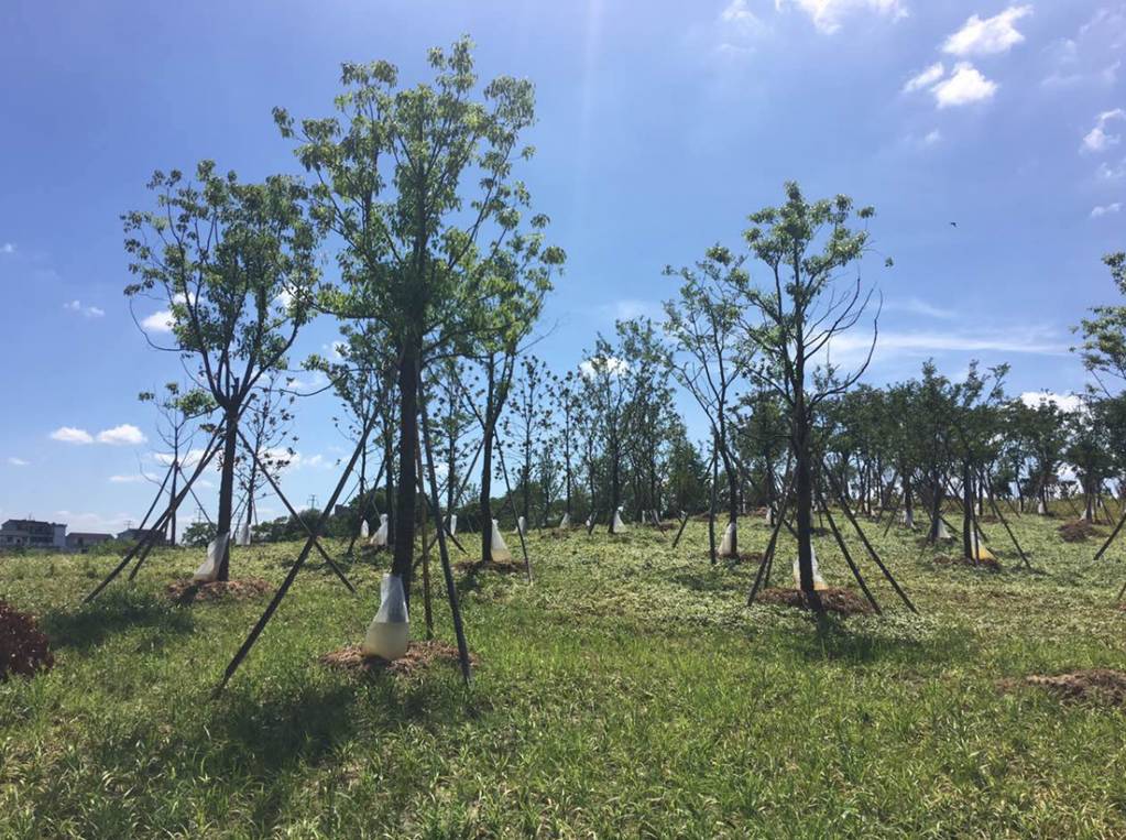 树木栽植 树木栽植