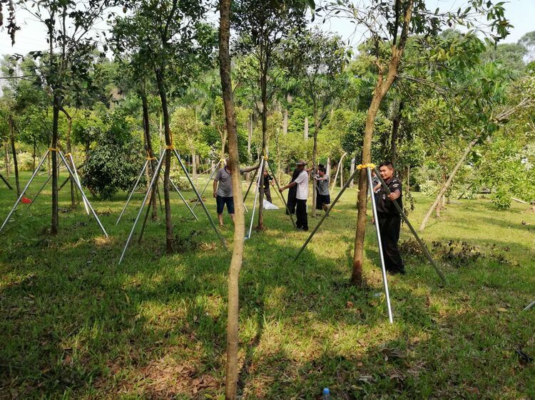 绿化养护乔木种植 绿化养护乔木种植