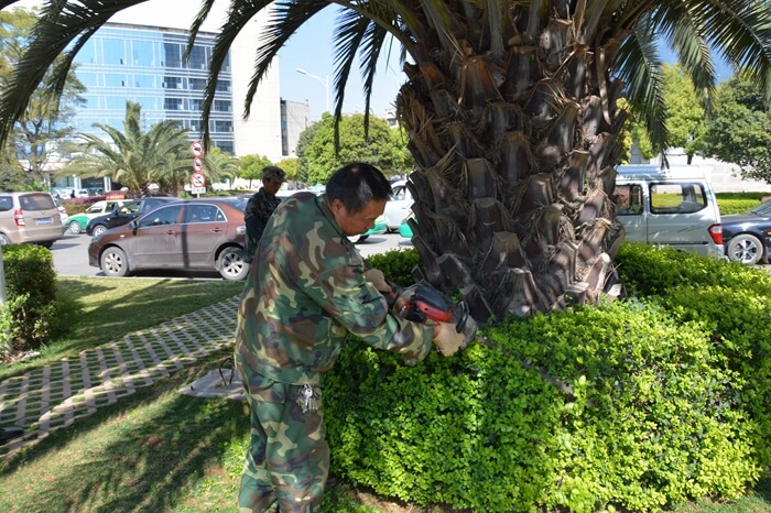 绿化养护 绿化养护