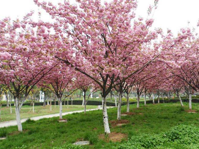 佛山绿化养护晚樱 佛山绿化养护晚樱