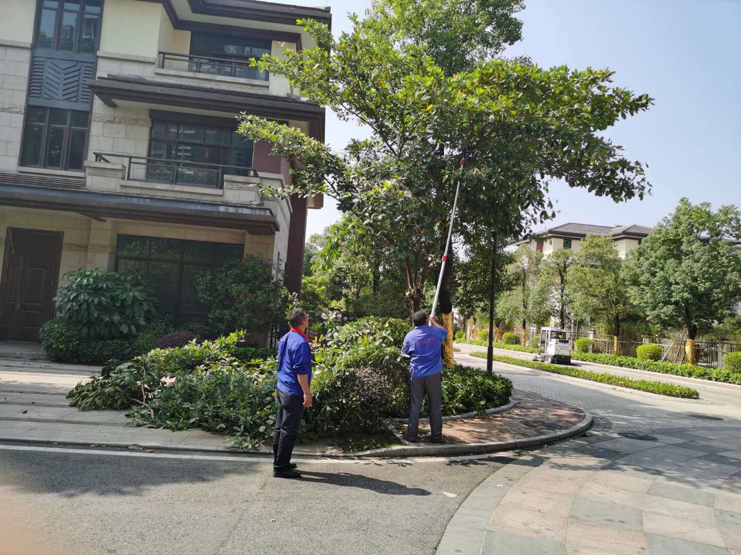 小区绿化养护 小区绿化养护
