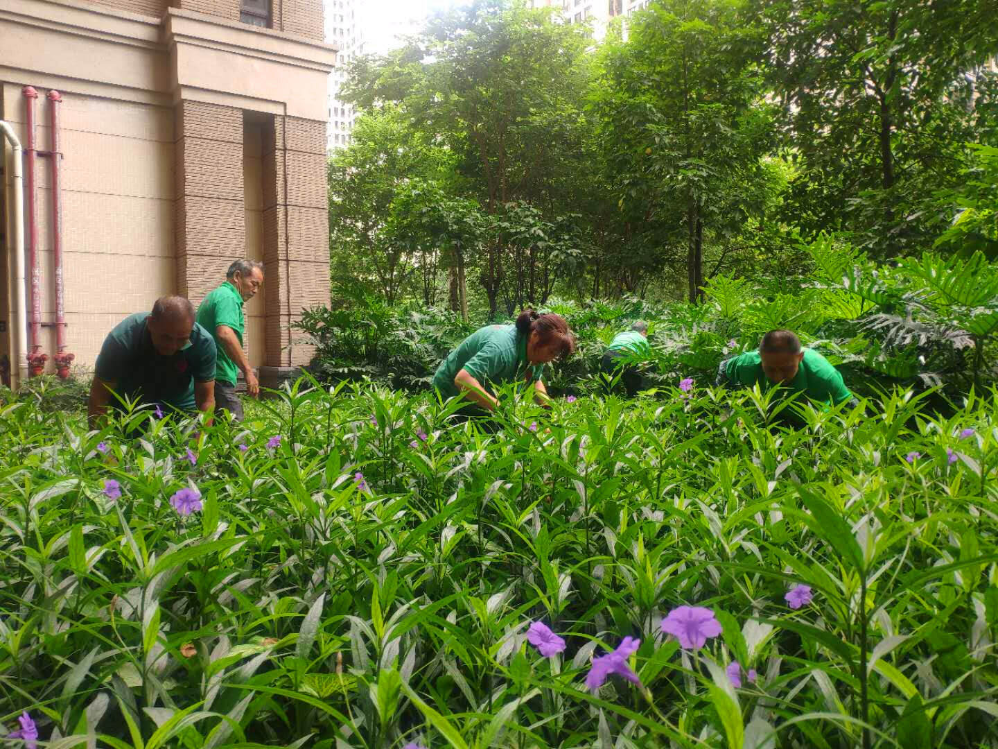 绿化养护 绿化养护