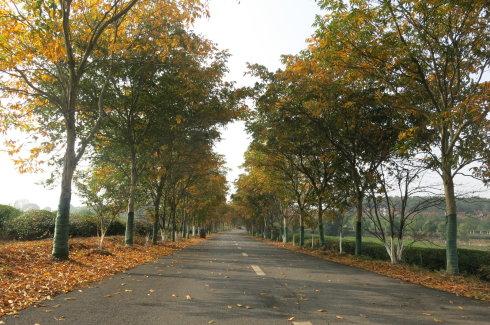 绿化保养无患子