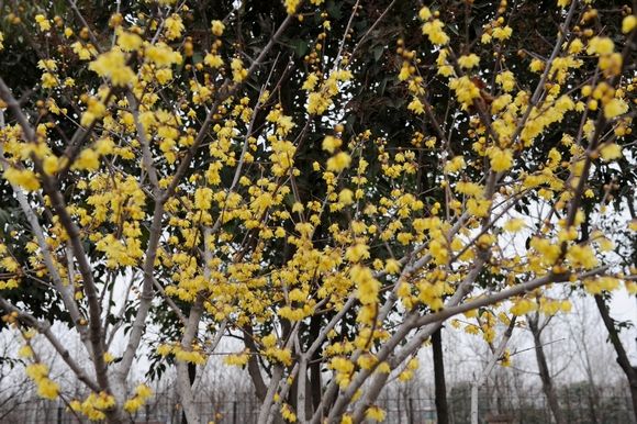 绿化保养腊梅 绿化保养腊梅