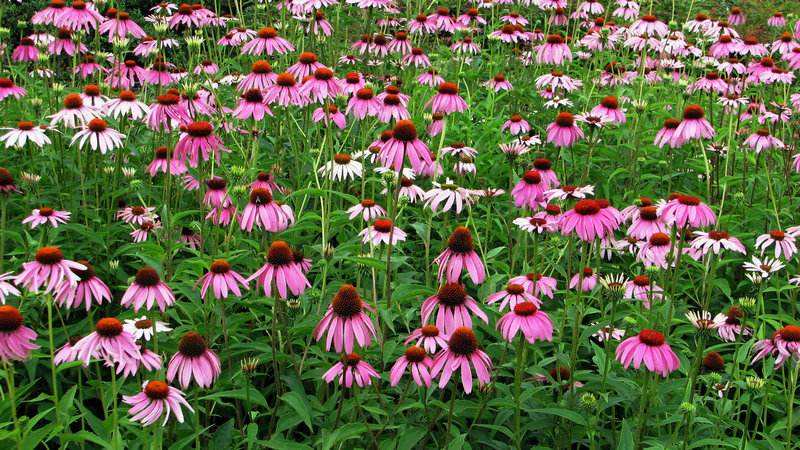 松果菊的绿化养护