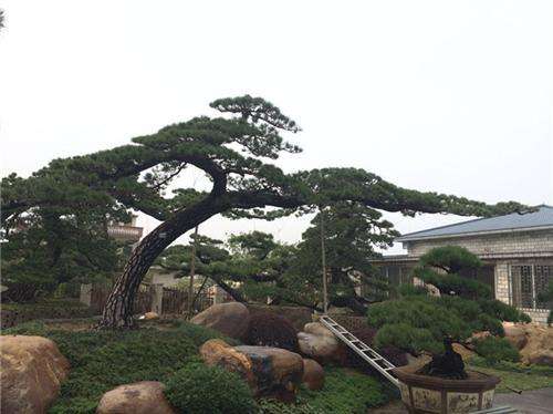 罗汉松绿化养护