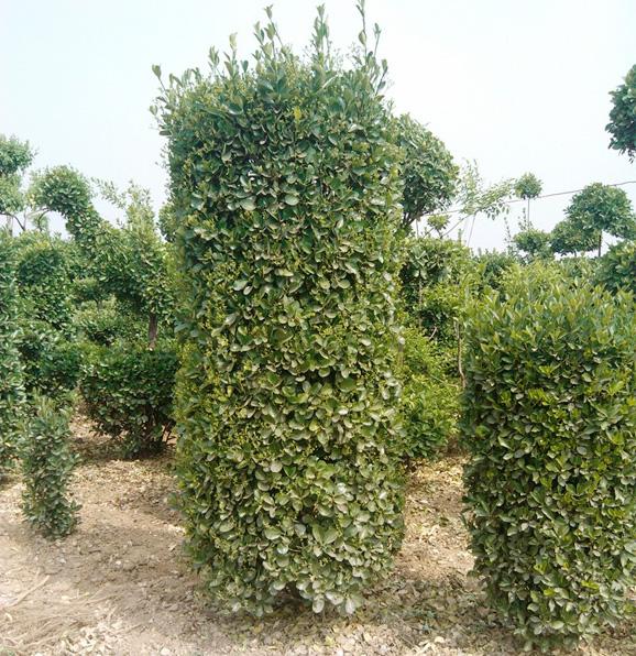 北海道黄杨绿化养护