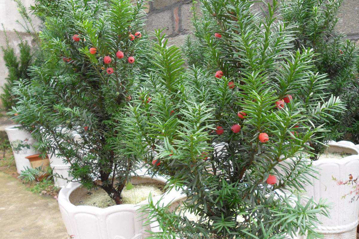 红豆杉盆景的绿化养护