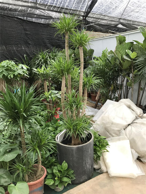 龙须树的绿化养护 龙须树的绿化养护