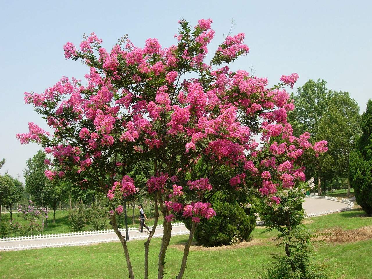 紫薇树绿化养护 紫薇树绿化养护