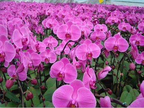 蝴蝶兰绿化养护