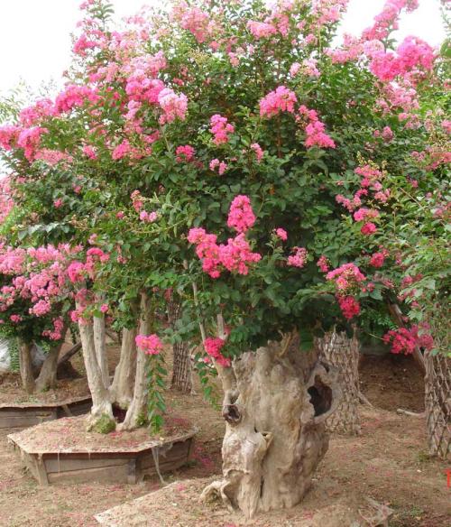 紫薇树绿化养护 紫薇树绿化养护