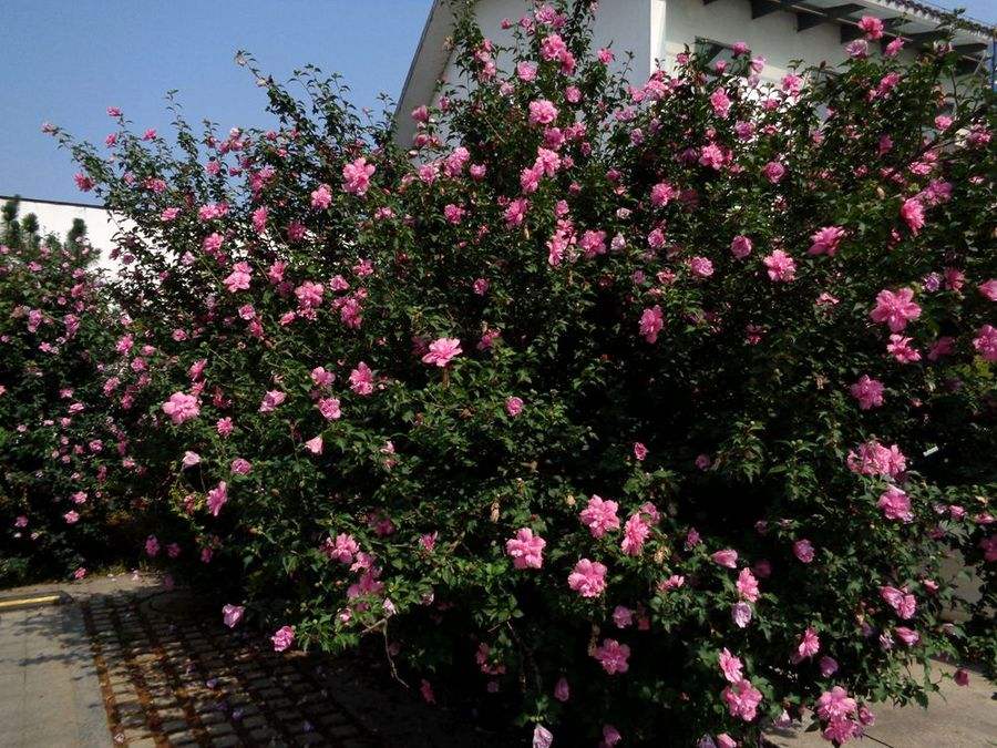 木槿的绿化养护 木槿的绿化养护