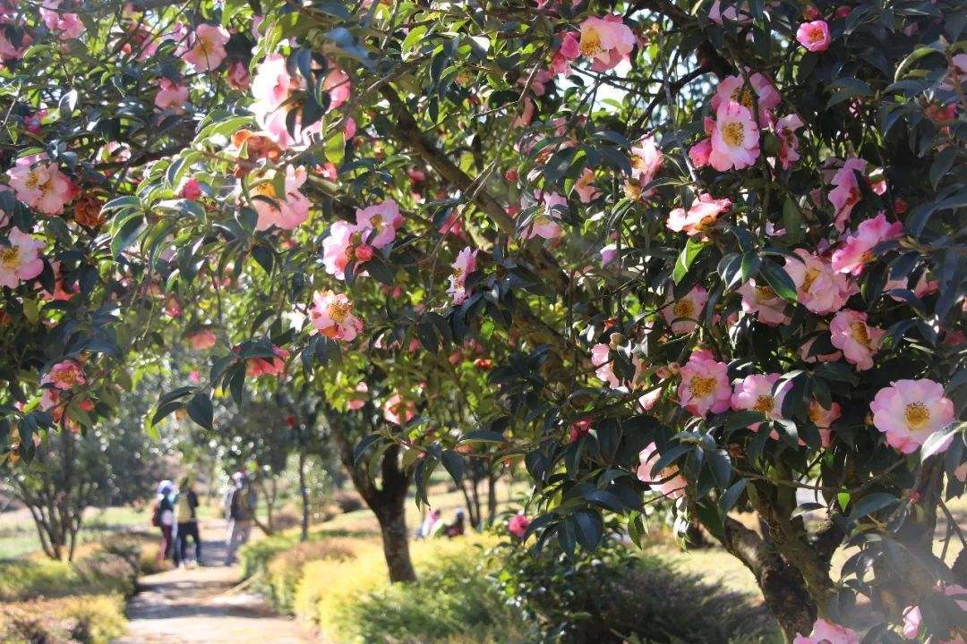 山茶花的绿化养护小技巧