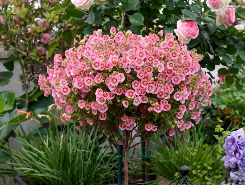 小木槿的绿化养护