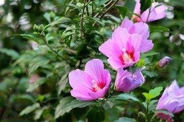 木槿花的绿化养护技巧