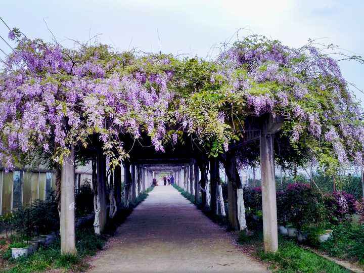 紫藤花的绿化养护 紫藤花的绿化养护