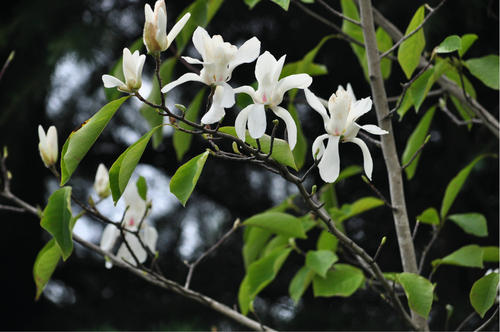 白兰花的绿化养 白兰花的绿化养