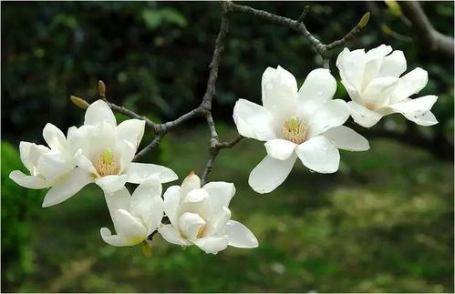 种植白兰花的条件