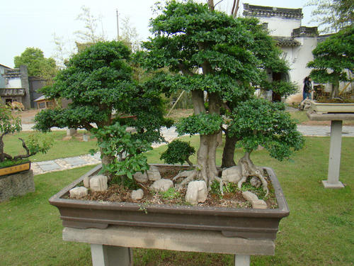 绿化养护盆景的修剪 绿化养护盆景的修剪