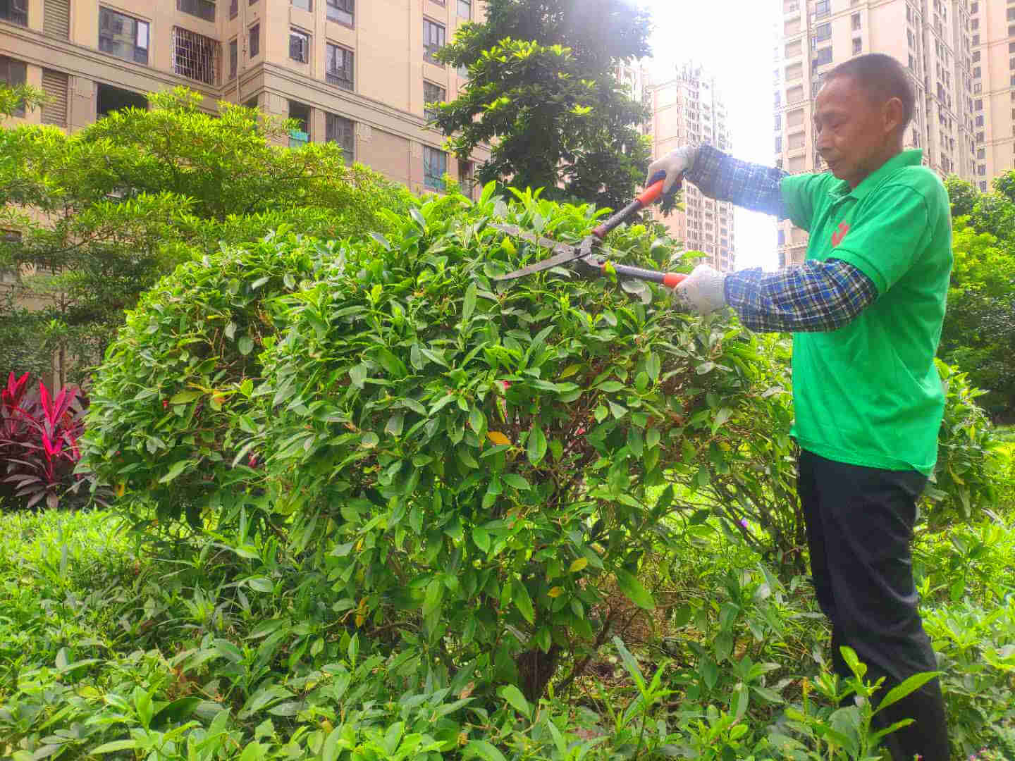 佛山绿化养护等级标准