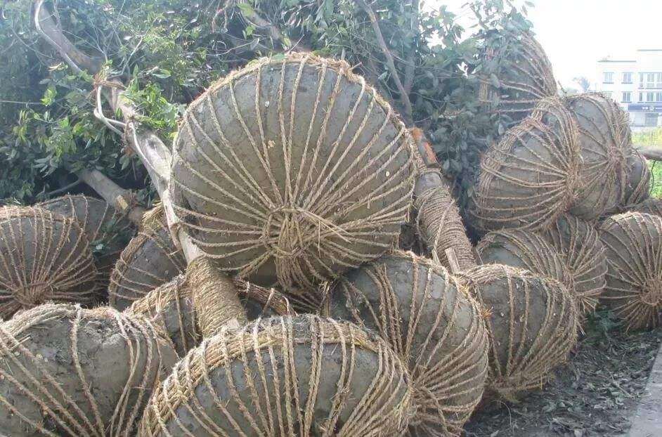 绿化养护移栽苗木 绿化养护移栽苗木