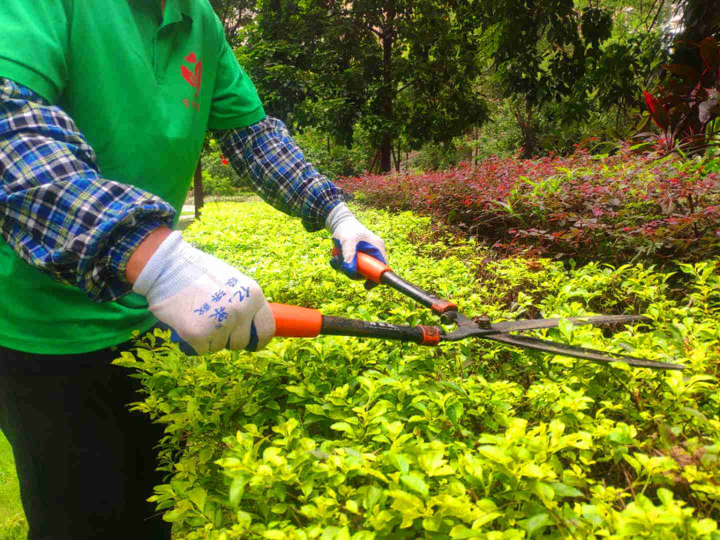 佛山绿化养护草坪管理 佛山绿化养护草坪管理