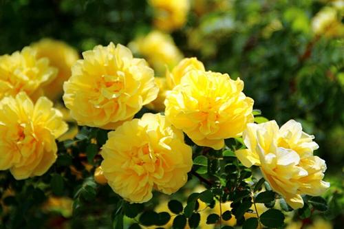 黄玫瑰的绿化养护