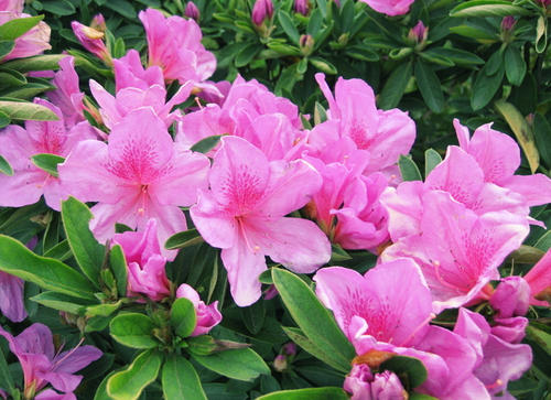 广州绿化养护四季杜鹃