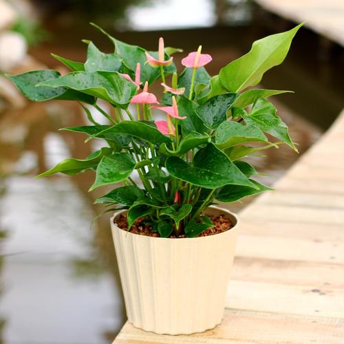 广州绿化养护粉掌