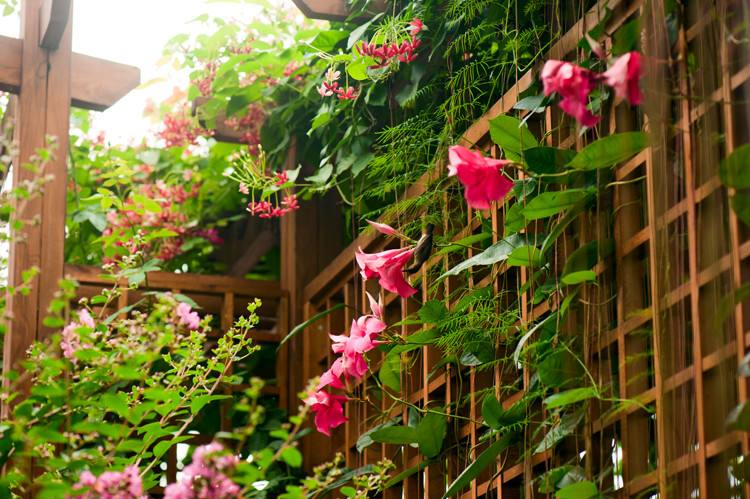 飘香藤广州绿化养护 飘香藤广州绿化养护