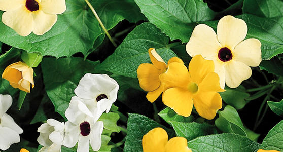 黑眼苏珊的绿化养护 黑眼苏珊的绿化养护