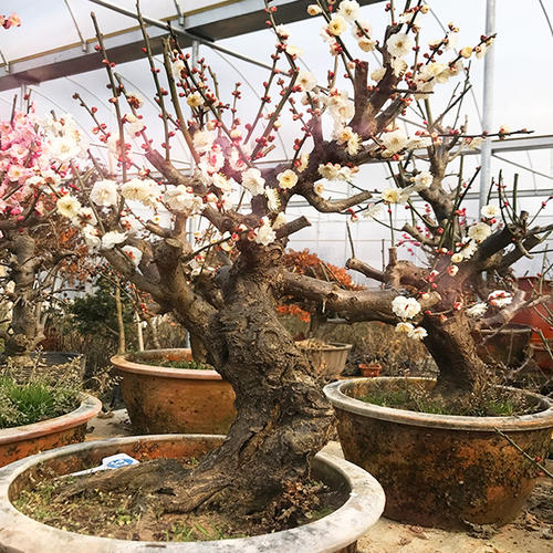 小区绿化养护梅花老桩