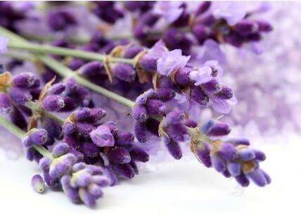 小区绿化养护薰衣草