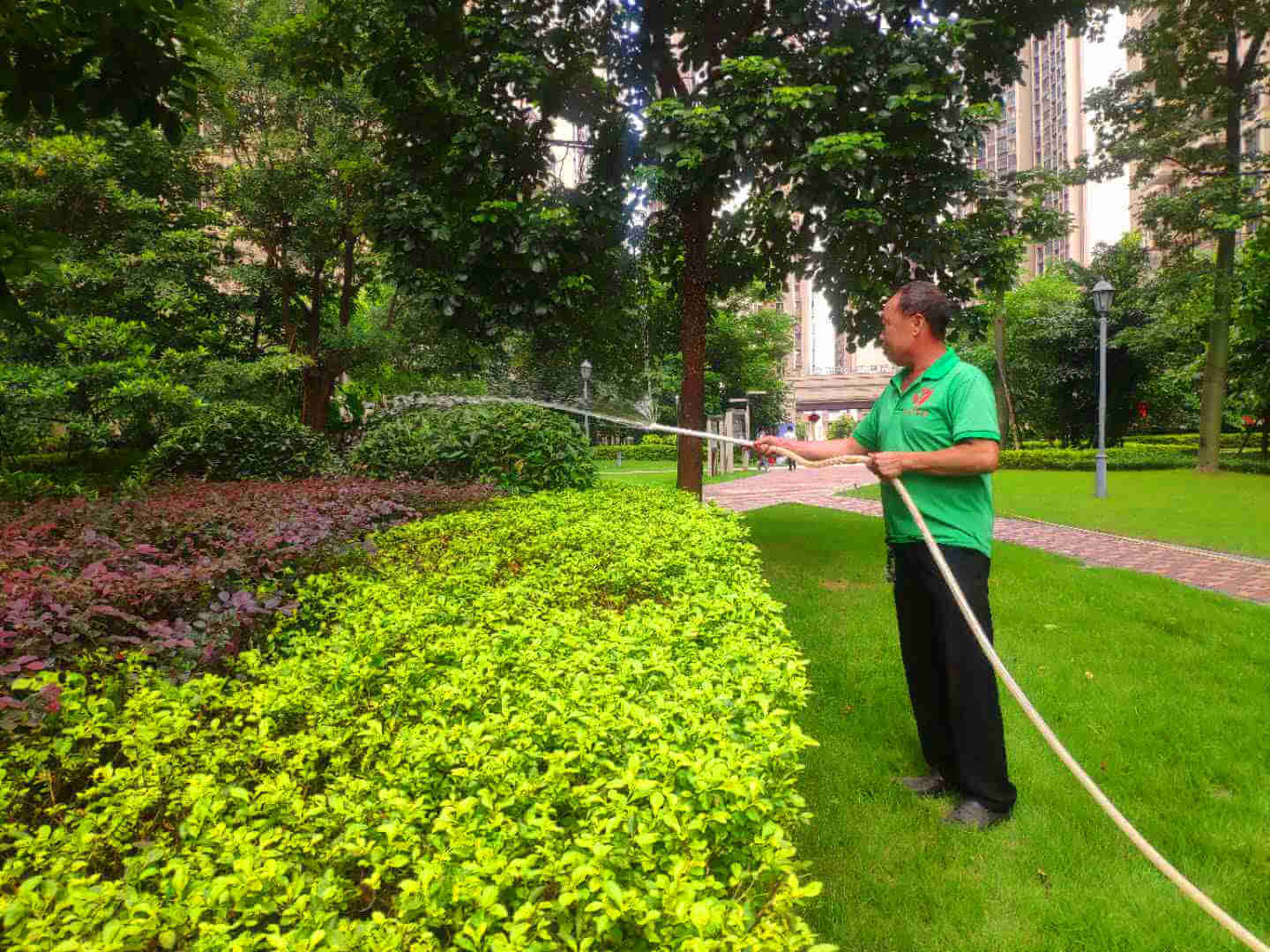 绿化苗木的养护