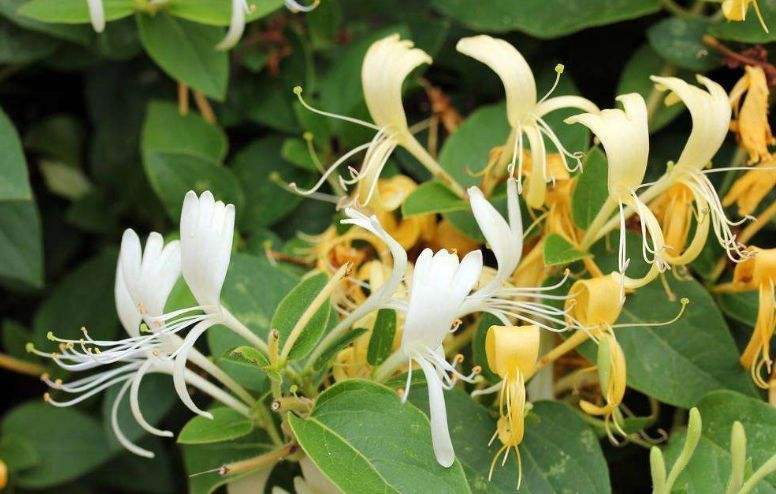 小区绿化养护金银花的种植