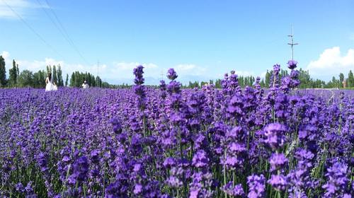 薰衣草 薰衣草