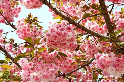 小区绿化养护樱花树