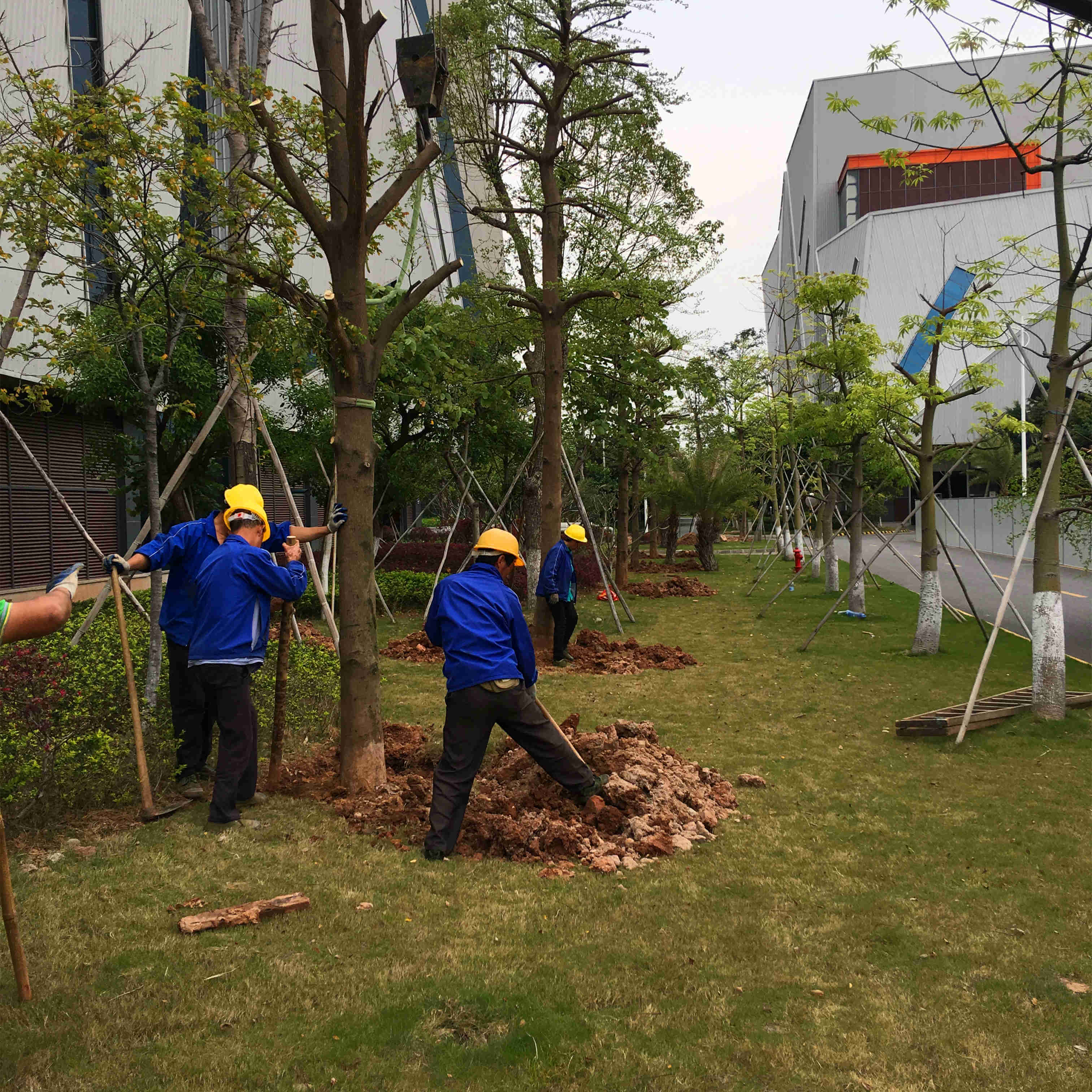 绿化苗木的养护