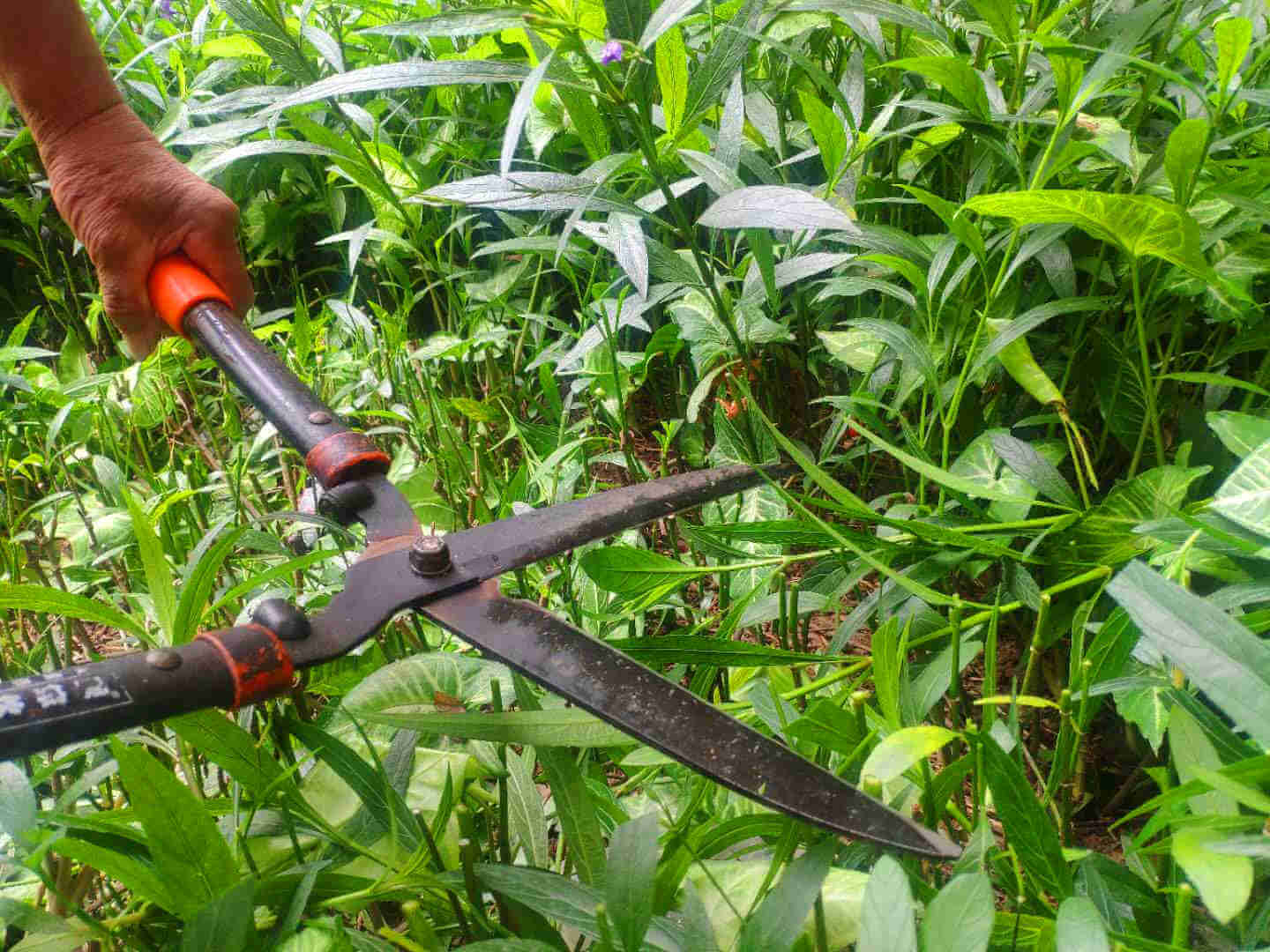 工厂绿化养护修剪