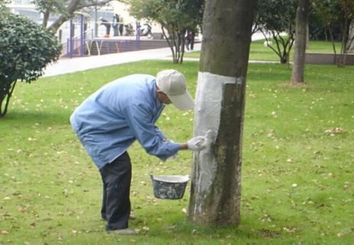 小区绿化养护树木涂白