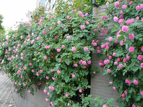 绿化养护飘香藤