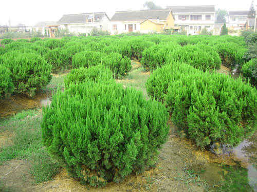 小区绿化养护龙柏球的养护