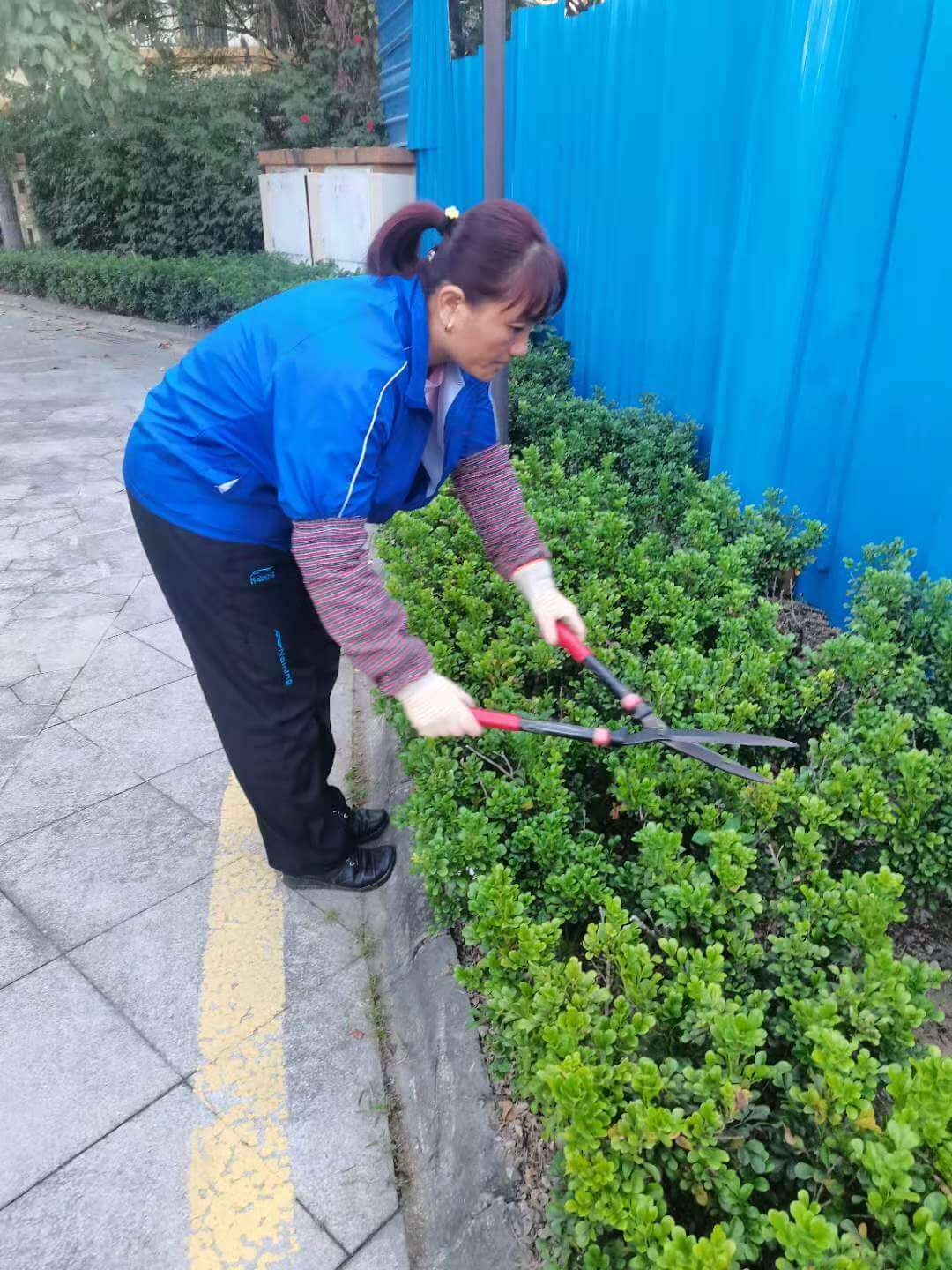 小区绿化养护 小区绿化养护