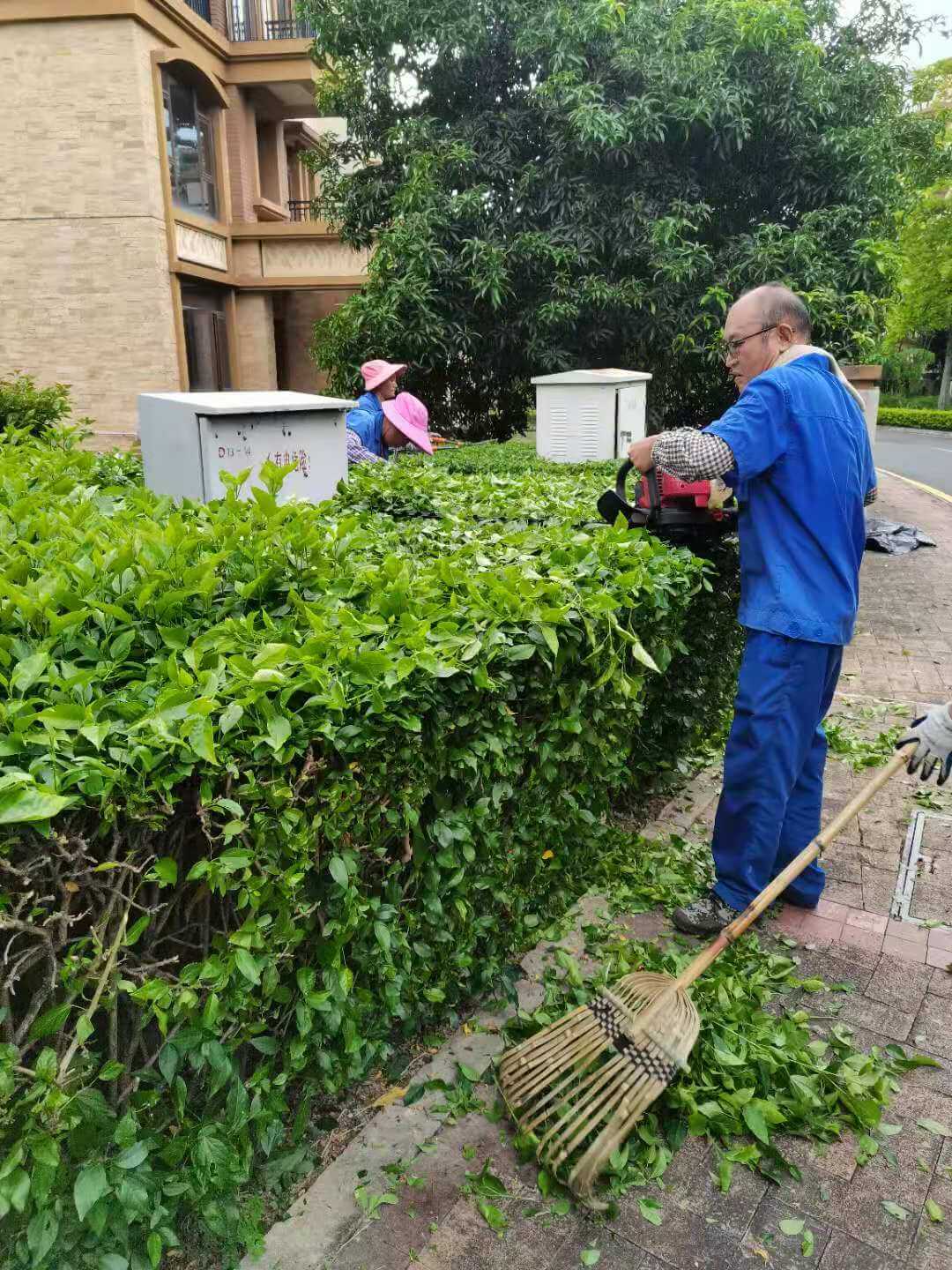 小区绿化养护修剪 小区绿化养护修剪